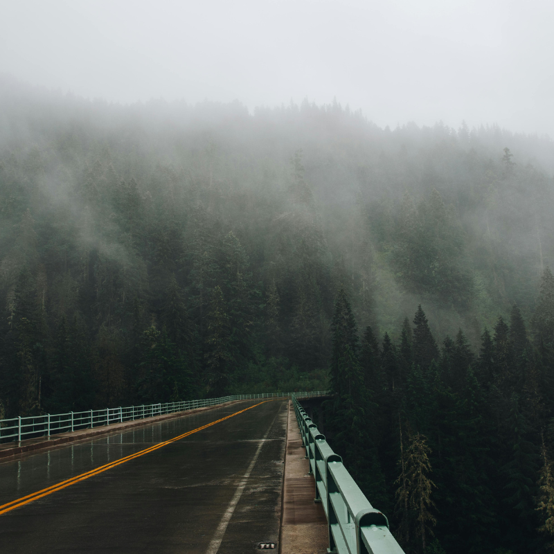 Forest Bridge Through Morning Fog