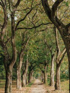 Seren Natural Corridor | Harmony Mindful Breakthrough Specialists Seren Natural Corridor